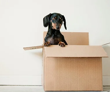 EENDA en el año 2015